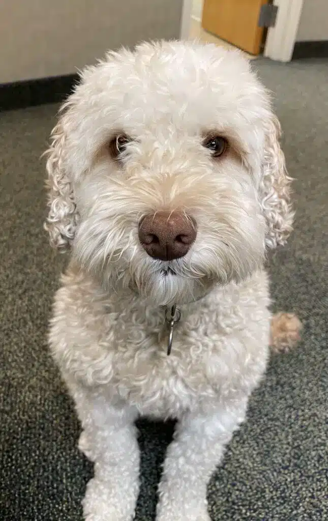 Portrait of Brady, the office comforting companion, sitting calmly and representing the warm and welcoming patient experience at Griffin Orthodontics, Vernon, CT 06066.