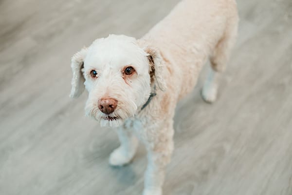 Brady, the office comfort dog, standing in a bright orthodontic office, representing a welcoming environment for children during early orthodontic treatment at Griffin Orthodontics, Vernon, CT 06066.