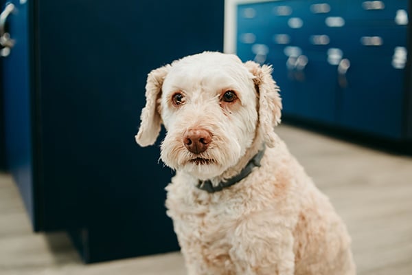 Small white office dog sitting in a bright orthodontic practice space, helping create a friendly and welcoming team environment at Griffin Orthodontics, Vernon, CT 06066.